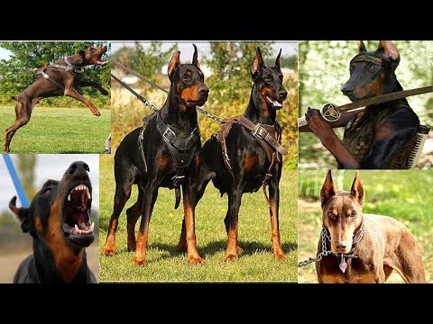 peleas de perros