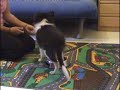 Puppy: Training 14 weeks Puppy: Training 14 weeks