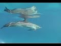 Bimini Dolphins - Dolphin Communication Project Field Site