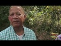 Feb 23, 2015: farm up jamaica hosts 600 tourists to plant ginger amazing!