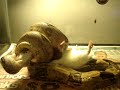 Shandi - 1, Ratsky - 0