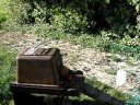Meerschweinchen im Katzenklo Meerschweinchen im Katzenklo