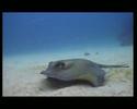 Diving Lanzarote