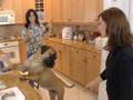 videos de Why Is Your Dog So Crazy?