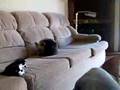 Yorkshire Terrier video