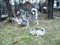videos de 6 tyg, spacer z mama