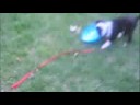 Puppy Playtime - Outside Puppy Playtime - Outside