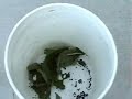 Catalpa - Catawba worms for catfish Catalpa - Catawba worms for catfish