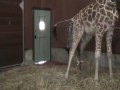 Two Giraffe Calves born at the San Francisco Zoo