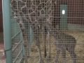 two giraffe calves born at the san francisco zoo