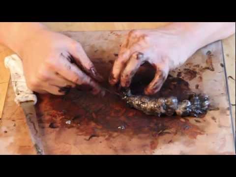 how to collect lugworm