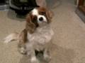 videos de Winston the Cavalier King Charles Spaniel turns his head from side to side to side while Nathaniel watches