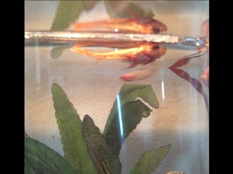 how to cure sbd in bettas