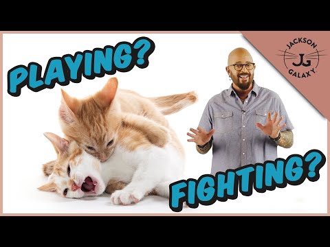 Are My Cats Playing or Fighting? | Cat Playing vs Cat Aggression