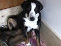 Kleine, süsse Hundewelpen Kleine, süsse Hundewelpen