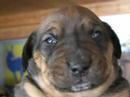 Kleine, süsse Hundewelpen