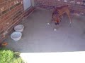 Boxer dogs love Shiny Things