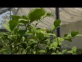 How to Grow a Lemon Tree | At Home With P. Allen Smith
