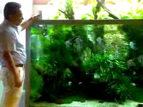 Watch "Oliver Knott Aquascaping Demo (Part 2 of 4)"