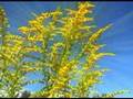 Kassovitz - Helena-Waltz for 2 flute and piano