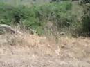 lioness lions and pride kruger park scary moment