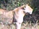 Lioness Lions and Pride Kruger Park Scary Moment
			