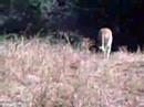 lioness lions and pride kruger park scary moment