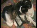 gatti...umani
