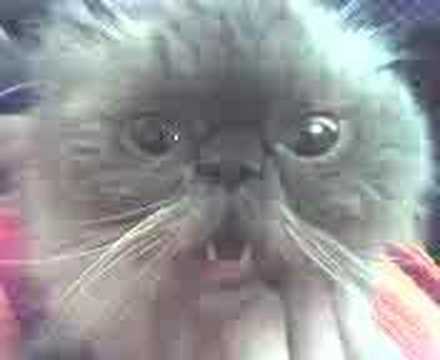Cat say 
