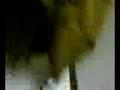 videos de sasquach jerkin his gerkin