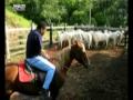 videos de Pelé dá uma de rei do gado em sua fazenda