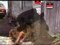Island Dog - Jimi Pappas