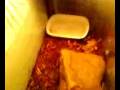 videos de how to care for a toad