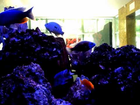- Acuario Calypso - Acuario Calypso