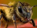 Insect Macro Photography Video