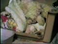 bichon frise puppies  newborn 1 day old 