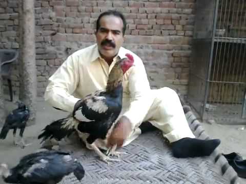 how to train aseel for fight