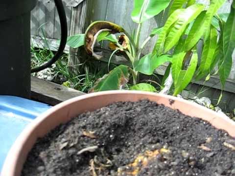 how to harvest papaya seeds