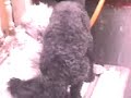 apareamiento de mi perro