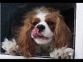 Dogs