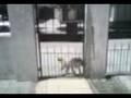 videos de Mi perrita abriendo la reja