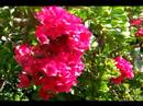 Mr. Bougainvillea Head