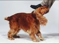 Ser veterinário Ser veterinário