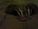 badger