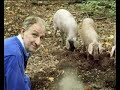 Sjek Floor houdt Spaanse Cerdo Iberico varkens in Nederland Sjek Floor houdt Spaanse Cerdo Iberico varkens in Nederland