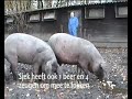 Sjek Floor houdt Spaanse Cerdo Iberico varkens in Nederland