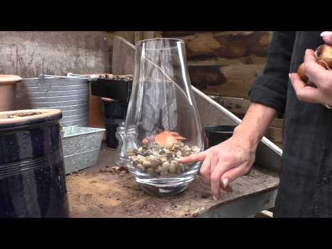 how to replant paperwhite bulbs