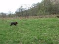Fergie chasing Shadow glen nevis