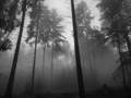 ORGANISATION (pre Kraftwerk) - Silver Forest