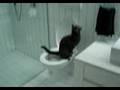 The amazing toilet trained cat